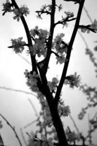 Plum white spring