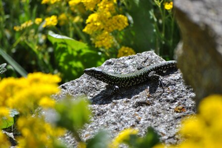Lizard stone Free photos
