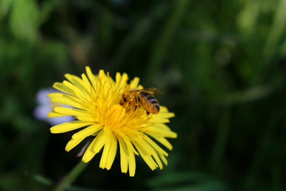 Bloom nectar plant
