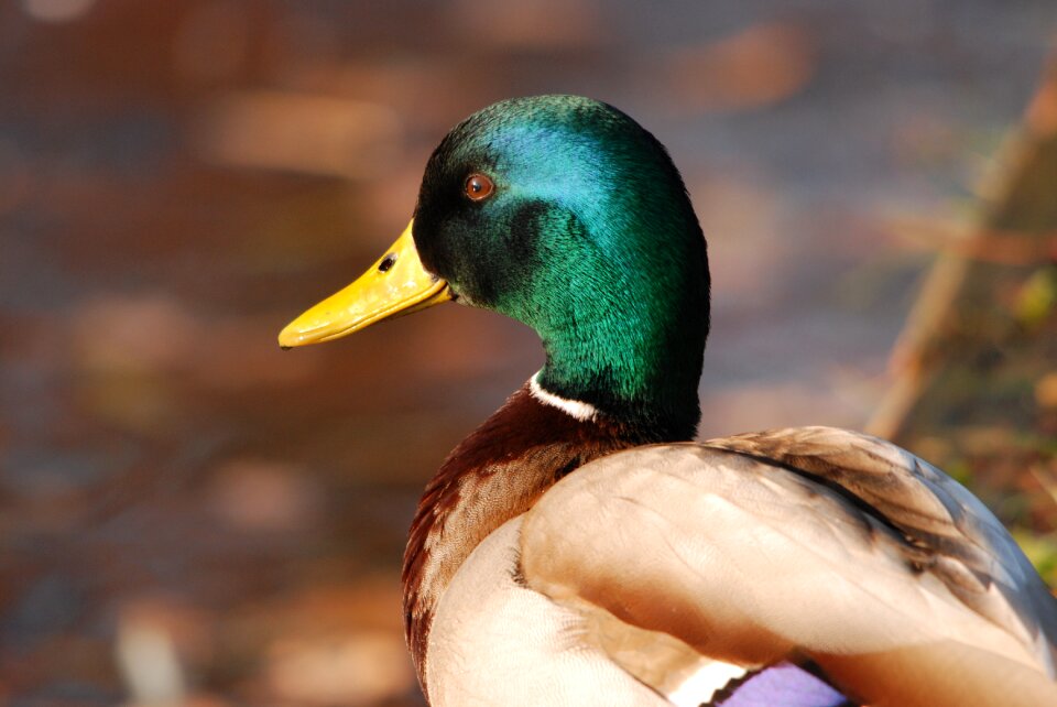 Bird duck water