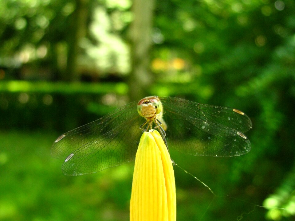 Macro nature garden