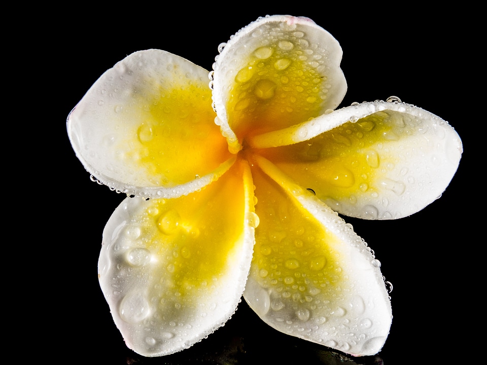 White yellow frangipani