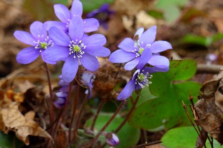 Forest flower plant
