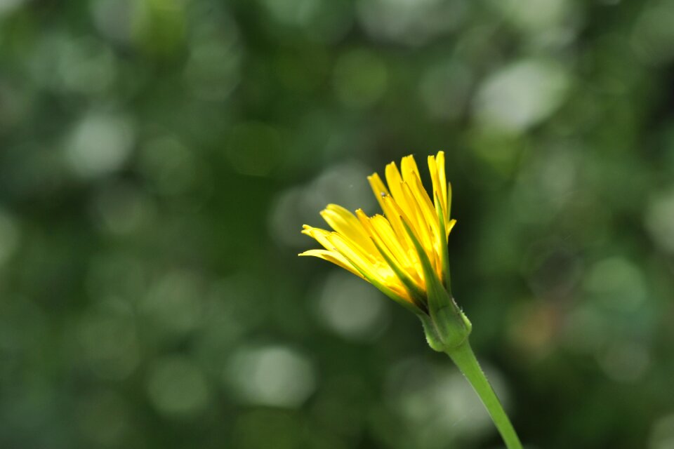 Bud composites meadows dubius