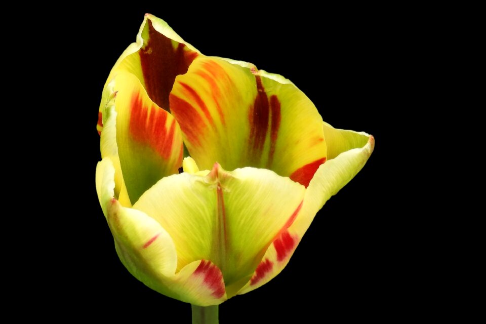 Spring flower bright