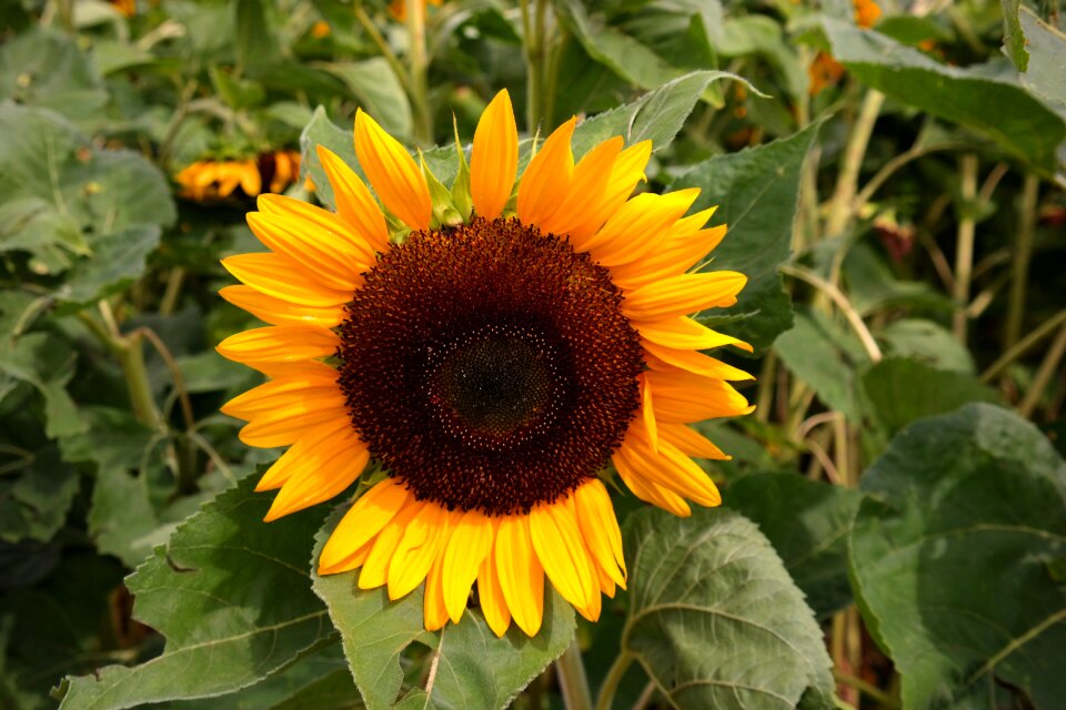 Blossom bloom sunflower field