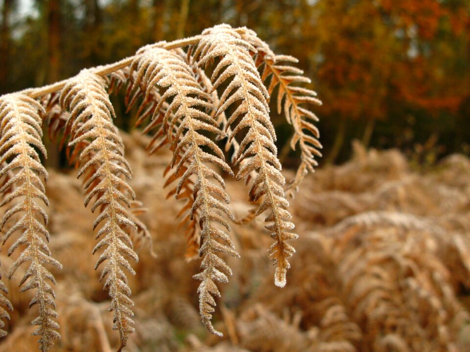 Cold outdoors plants