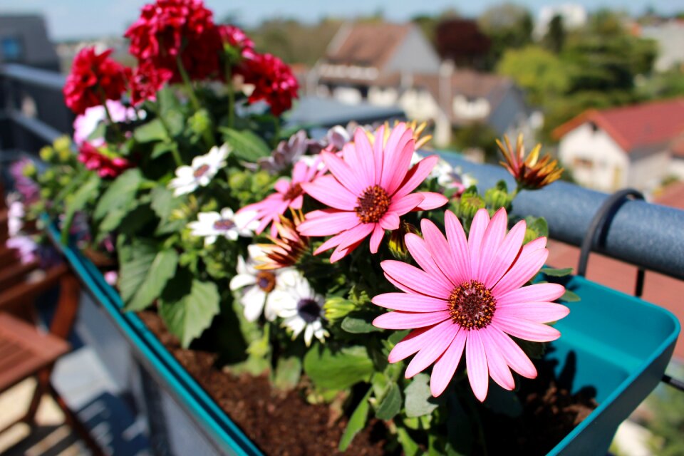 Pink flowers osteo balcony