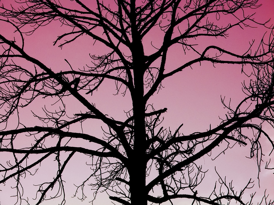 Roseate silhouette outside