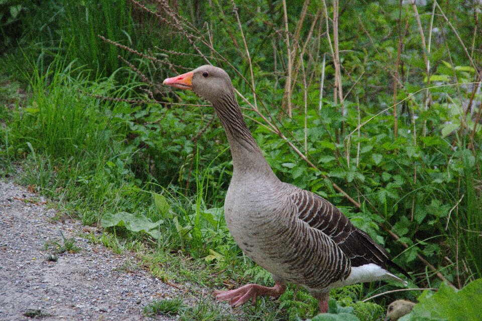 Animal creature nature