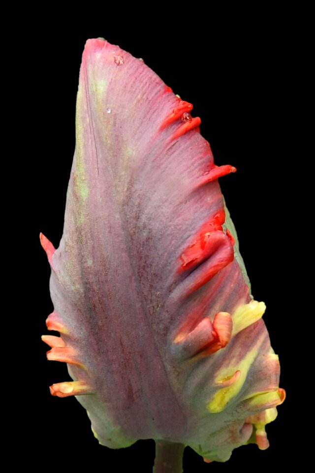 Bloom spring flower