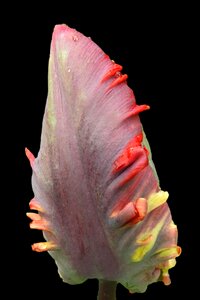 Bloom spring flower