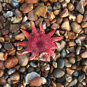 Pebbles sea photo