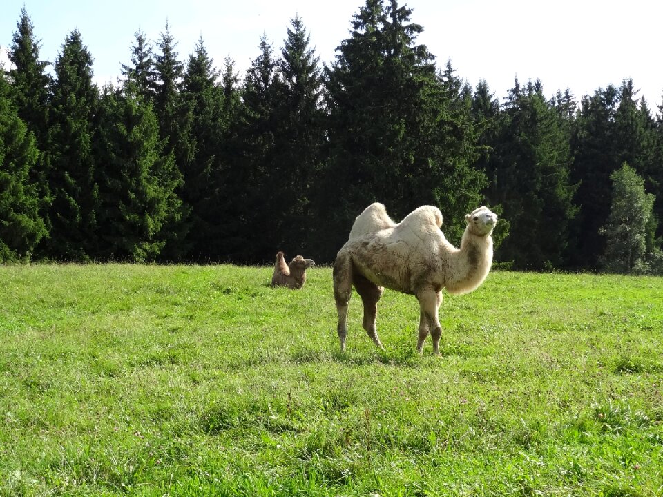 Dromedary meadow forest