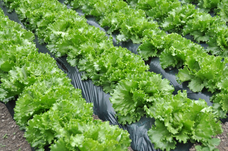 Lettuce lettuce field Free photos