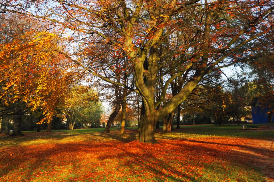 Leaves castle park husum