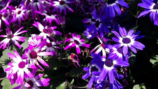 Spring beauty handsomely