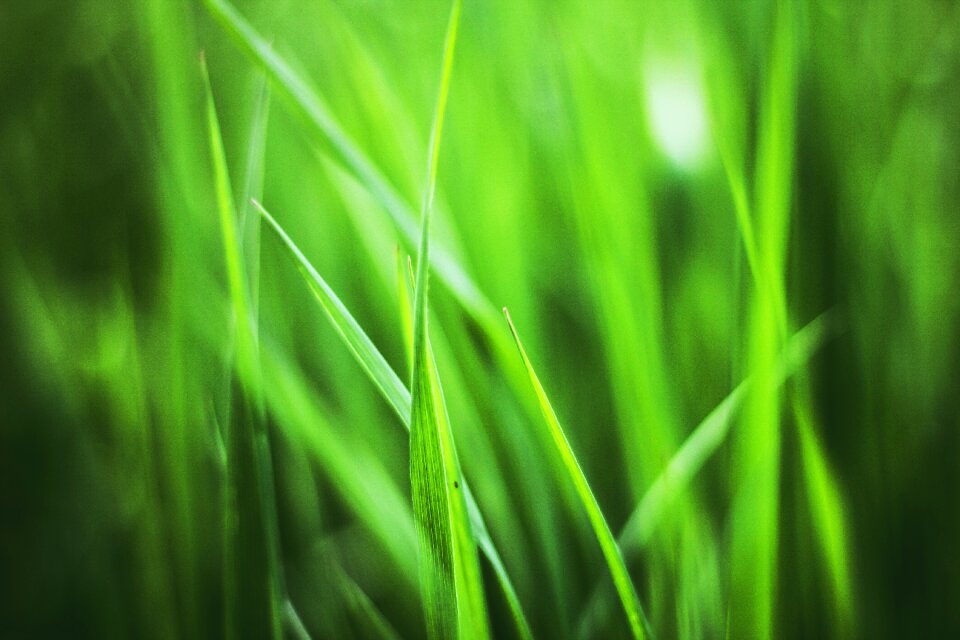 Spring meadow blade of grass