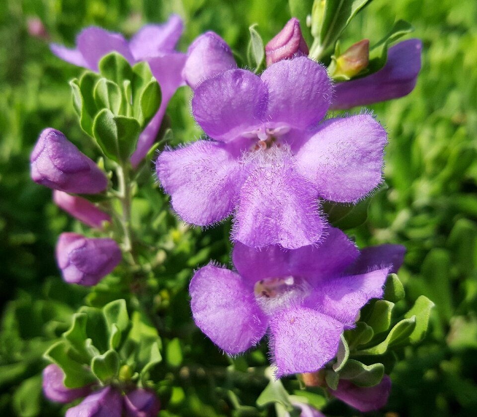 Barometer bush silverleaf purple sage