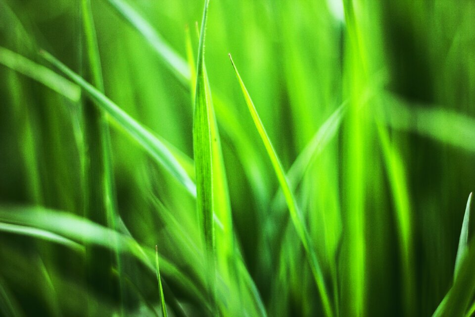Spring meadow blade of grass