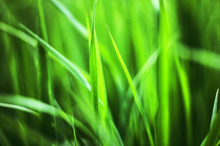 Spring meadow blade of grass photo