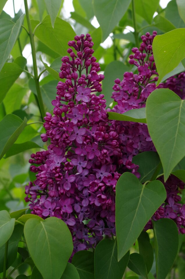 Spring flower tree photo