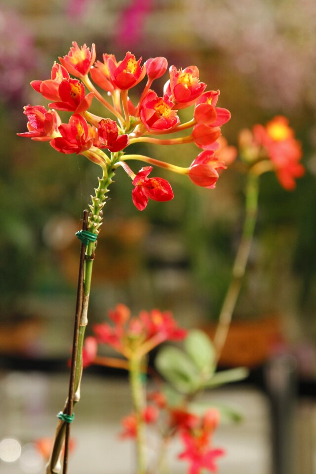 Orchid orchid soil orange