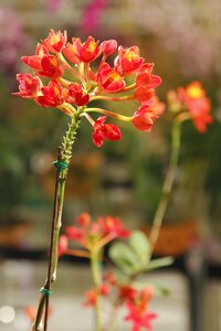 Orchid orchid soil orange