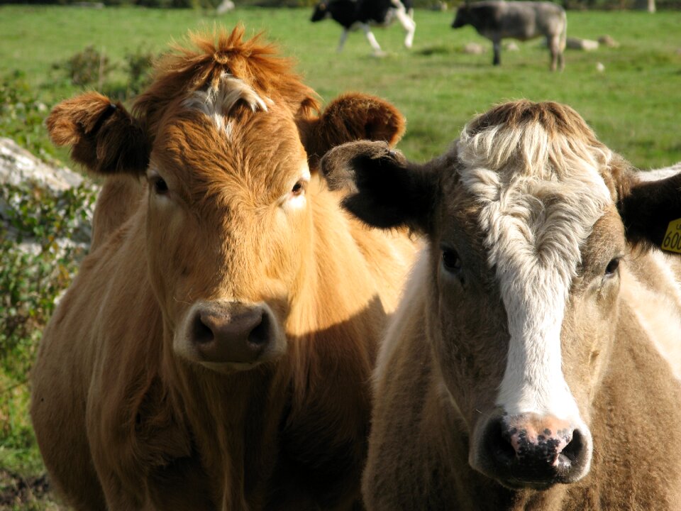 Farmland farm animals