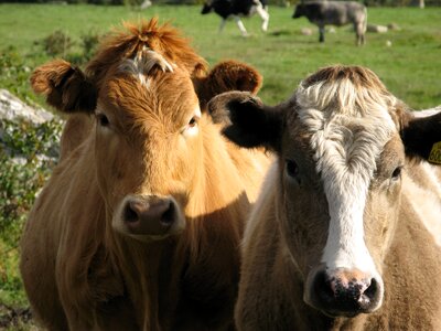 Farmland farm animals