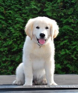 Pet puppy dog portrait