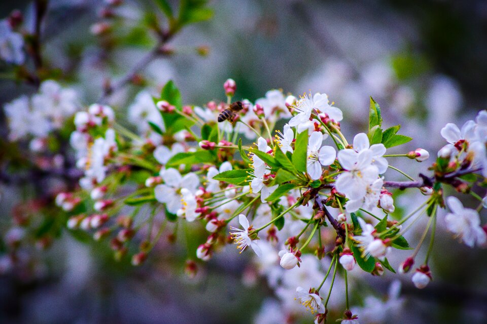 Sakura white flowers bloom