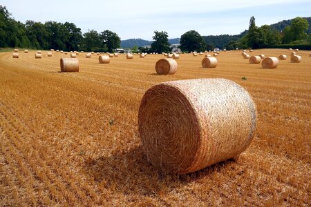 Agriculture summer stubble photo