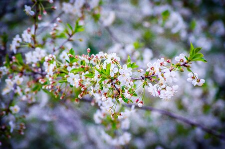 Sakura white flowers bloom