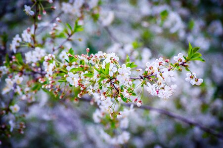 Sakura white flowers bloom photo