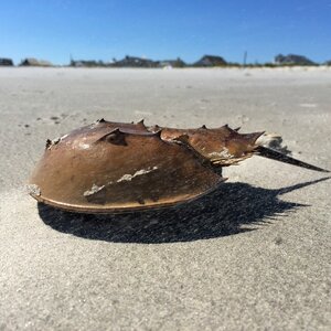 Atlantic ocean sand