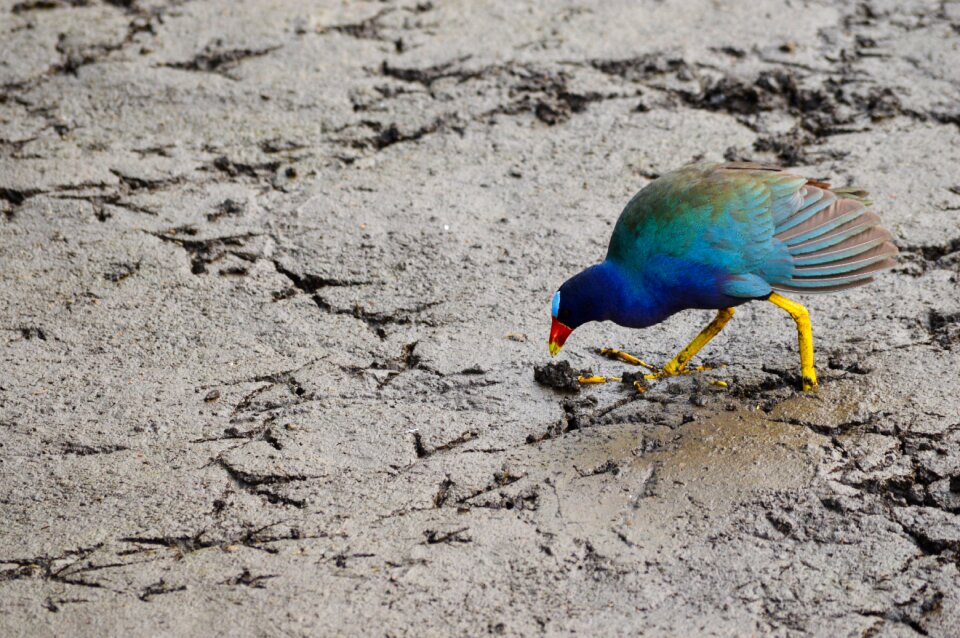 Animal wildlife eating