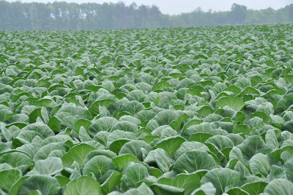 Cabbage cabbage field olivine