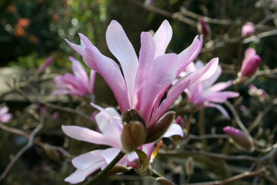 Tree nature blossom