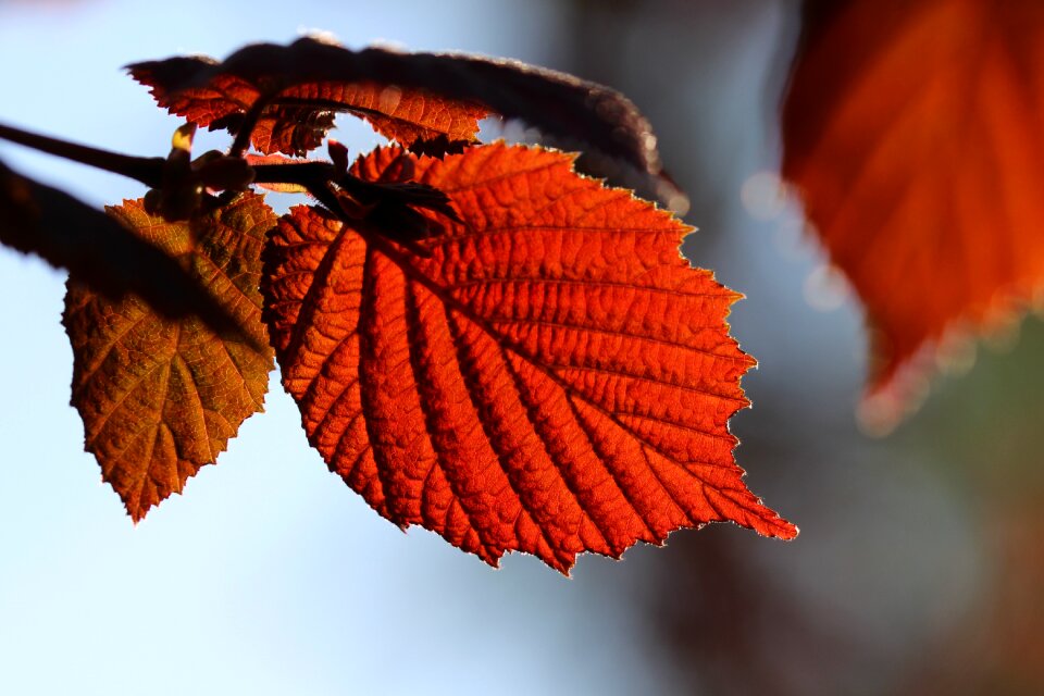 Hazelnut backlighting walnut hazel leaf