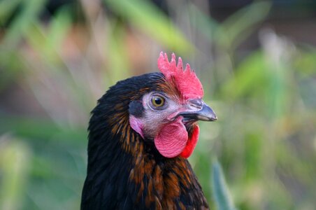 Hybrid chicken chicken head garden photo