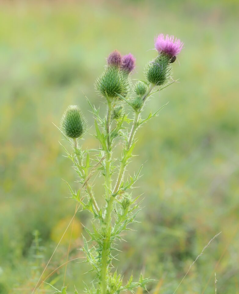 Nature wild flower thistle flower photo