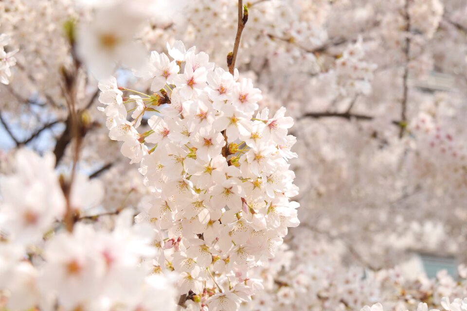 Plants cherry flowers sakura