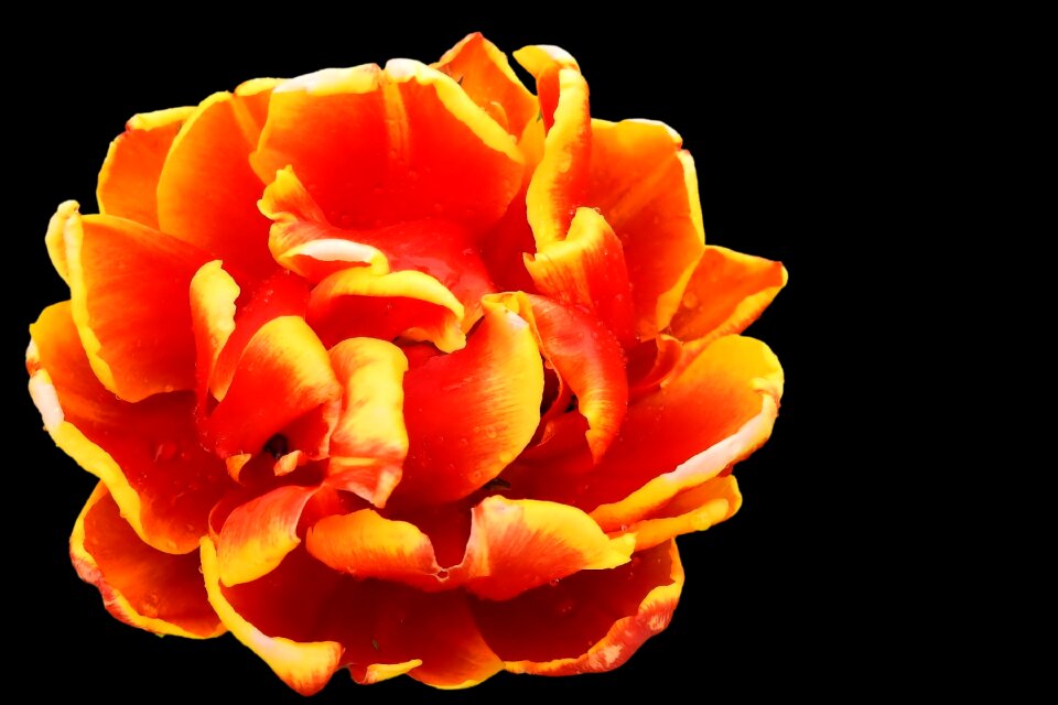 Spring flower bright