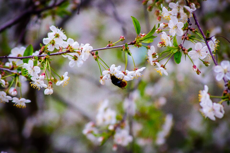 Sakura white flowers bloom photo