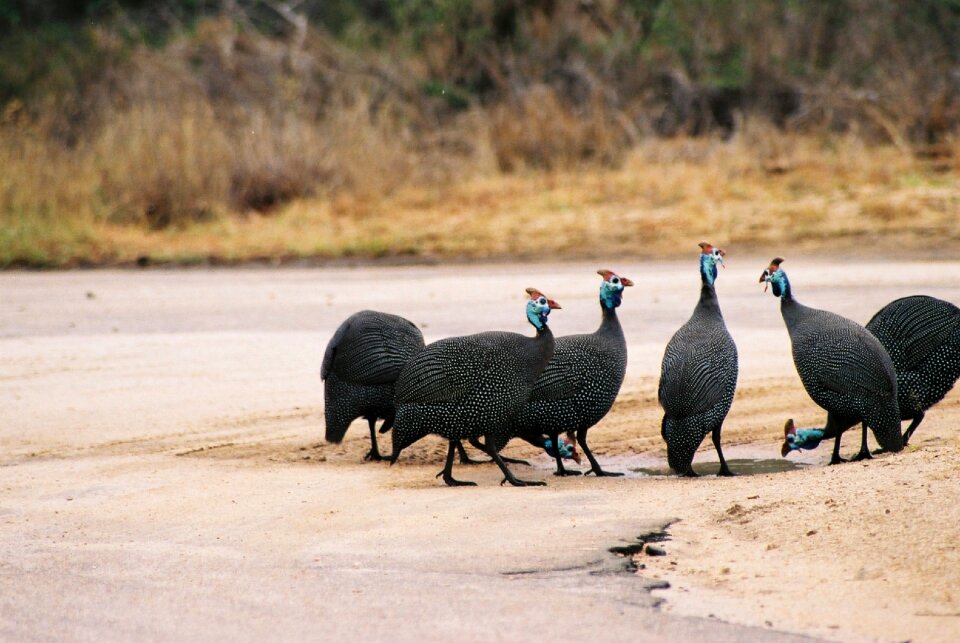 Wild birds wildlife