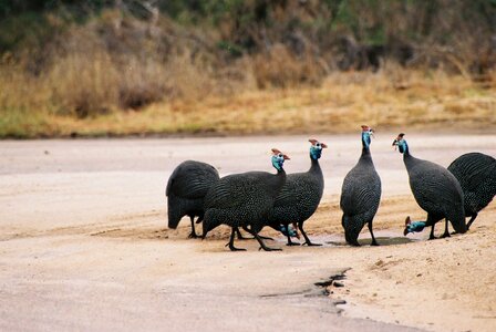 Wild birds wildlife