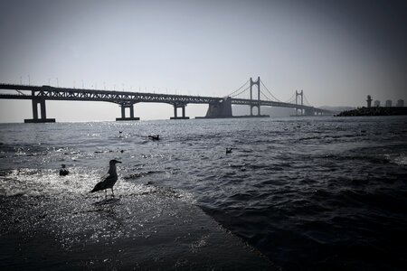 Gwangan bridge pigeon sea