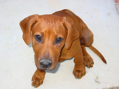 Ridgeback canine photo