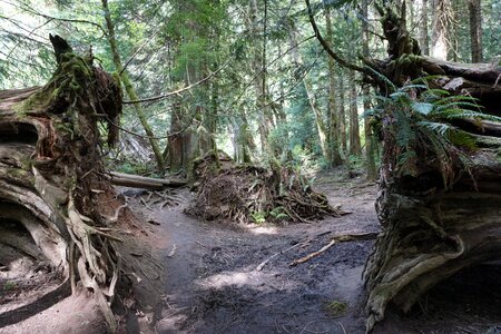 Tree nature